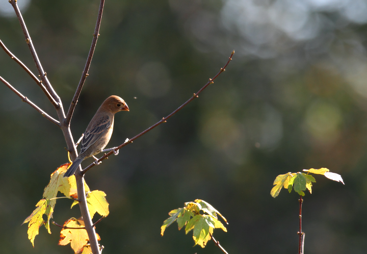 One of four lingering Blue Grosbeaks in a field in Somerset Co., Maryland (10/10/10). Photo by Bill Hubick.