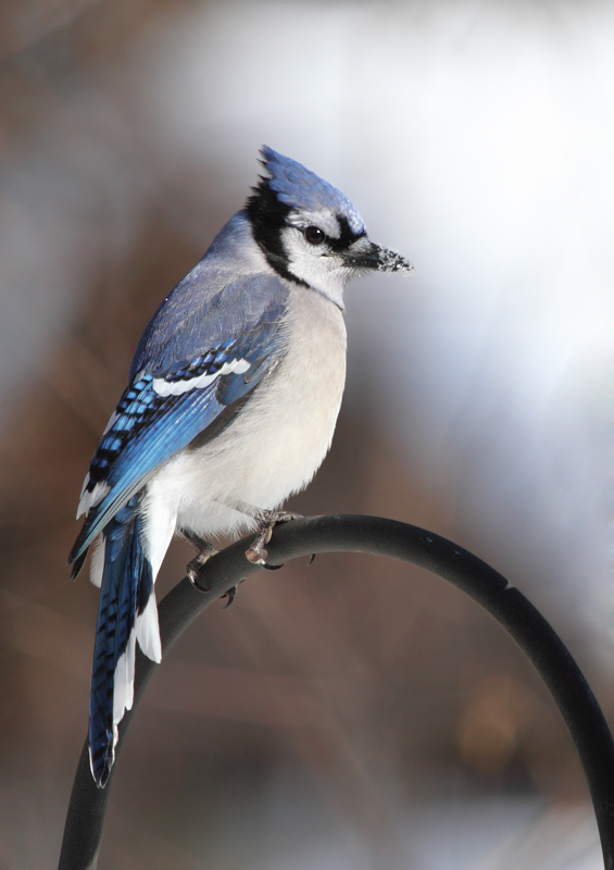 A Blue Jay in our yard in Anne Arundel Co., Maryland (12/20/2009).