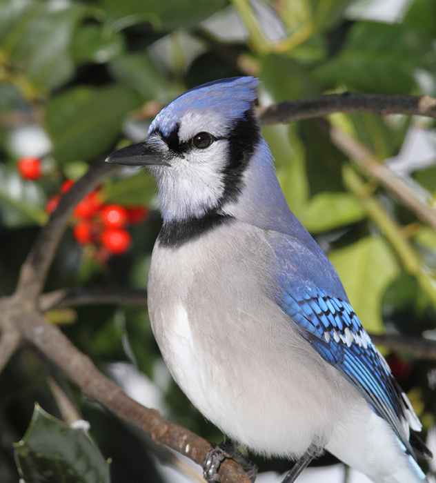 A Blue Jay posing in our yard in Pasadena, Maryland (2/7/2010). Photo by Bill Hubick.