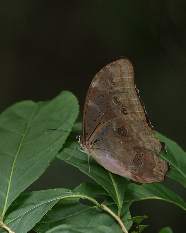 To everyone's delight, Blue Morphos were among the most common butterflies in the central Panamanian rainforest. They were certainly the most conspicuous. The delicate beauty of this individual's outer wings give little hint at the impossible blue above. This was the only one I saw perched during my full stay. (Panama, July 2010) Photo by Bill Hubick.