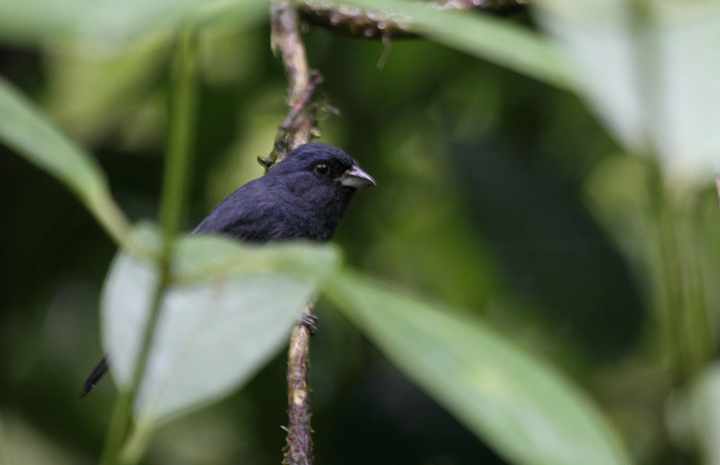 The Blue Seedeater is a very rare and local breeder in Panama. Unlike elsewhere in its range, it occurs here as high-elevation bamboo specialist. Favored habitat shown below. Photo by Bill Hubick.