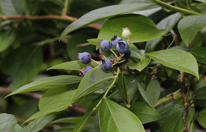 Blueberries in Caroline Co., Maryland (6/26/2010). Photo by Bill Hubick.