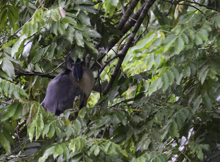 A roosting Boat-billed Heron near Gamboa, Panama (7/16/2010). Photo by Bill Hubick.