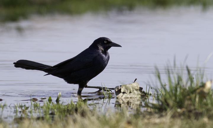 Boat-tailed Grackles are often conspicuous in the town of Crisfield, Somerset Co., Maryland (3/27/2011). Photo by Bill Hubick.