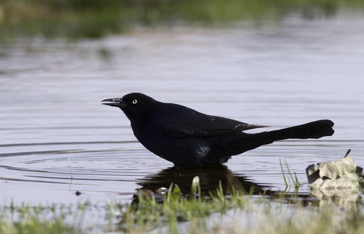 Boat-tailed Grackles are often conspicuous in the town of Crisfield, Somerset Co., Maryland (3/27/2011). Photo by Bill Hubick.