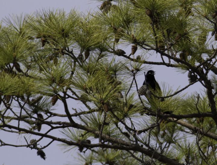 A male Boat-tailed Grackle at Waterview, Wicomico Co., Maryland (4/10/2011). Scarce in the county. Photo by Bill Hubick.