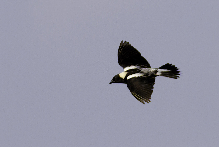 A male Bobolink displaying over a prime field in Garrett Co., Maryland (6/11/2011). Photo by Bill Hubick.