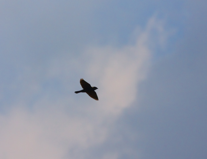 Bobolink in flight