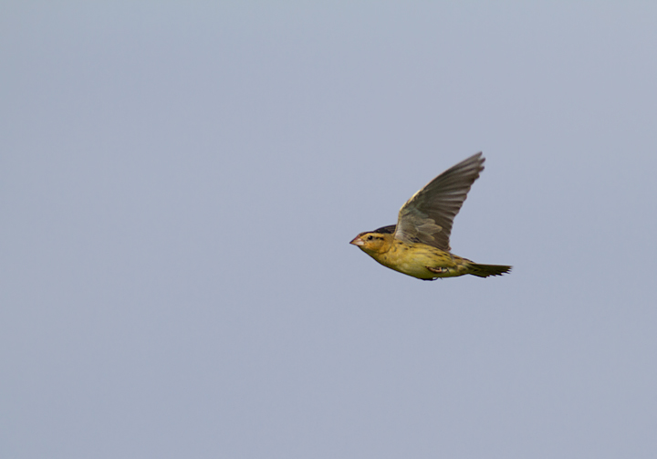 A female Bobolink in flight in Garrett Co., Maryland (6/11/2011). Photo by Bill Hubick.