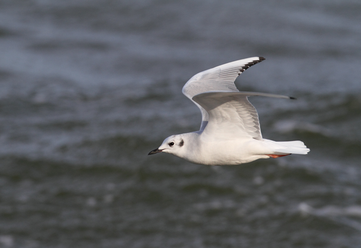 A Bonaparte's Gull feeding along the sea wall at Fort Smallwood, Maryland (1/3/2010). Photo by Bill Hubick.