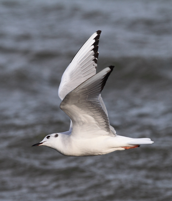 A Bonaparte's Gull feeding along the sea wall at Fort Smallwood, Maryland (1/3/2010). Photo by Bill Hubick.