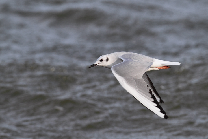 A Bonaparte's Gull feeding along the sea wall at Fort Smallwood, Maryland (1/3/2010). Photo by Bill Hubick.