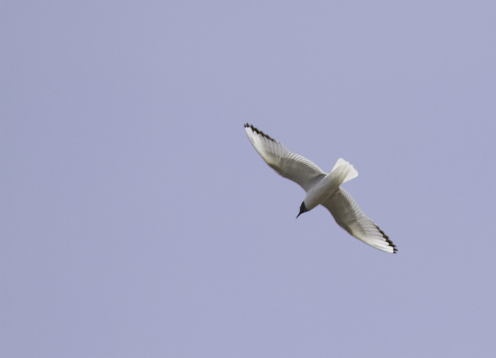 An adult Bonaparte's Gull over Somerset Co., Maryland (4/10/2011). Photo by Bill Hubick.