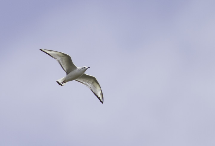 A migrant first-cycle Bonaparte's Gull soars over Somerset Co., Maryland (4/10/2011). Photo by Bill Hubick.