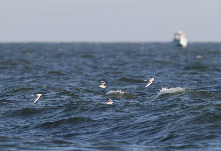 Bonaparte's Gulls in transit past Ocean City, Maryland (11/29/2009).
