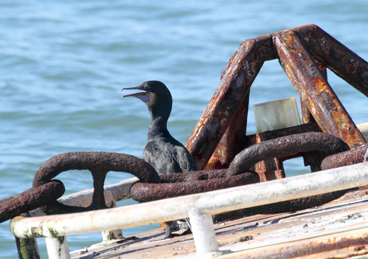 Brandt's Cormorants roosting around San Francisco Bay, California (9/24/2010). Photo by Bill Hubick.