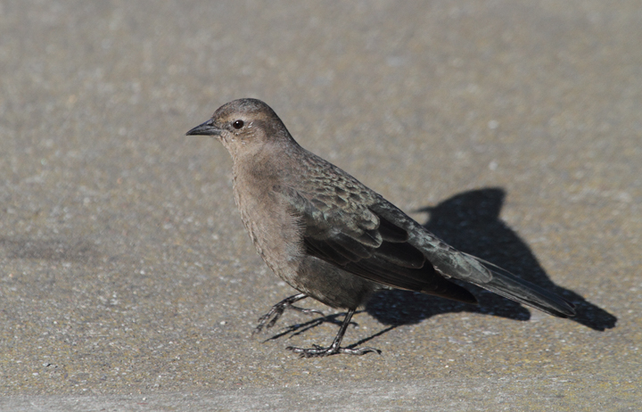 Male and female Brewer's Blackbirds near Lands End, San Francisco, California (9/25/2010). Photo by Bill Hubick.