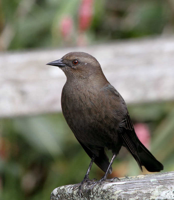 Juvenile Brewer's Blackbird at Lake Merced, California (9/26/2010). Note the reddish brown iris. Photo by Bill Hubick.