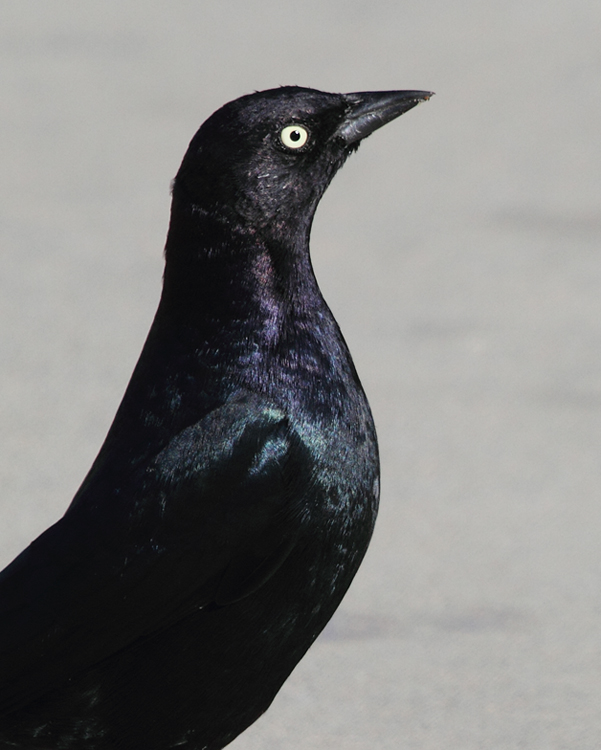 Male and female Brewer's Blackbirds near Lands End, San Francisco, California (9/25/2010). Photo by Bill Hubick.