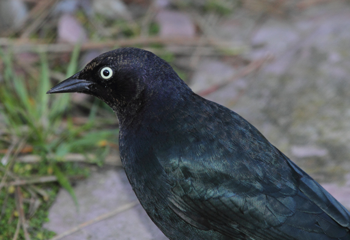 Male and female Brewer's Blackbirds near Lands End, San Francisco, California (9/25/2010). Photo by Bill Hubick.