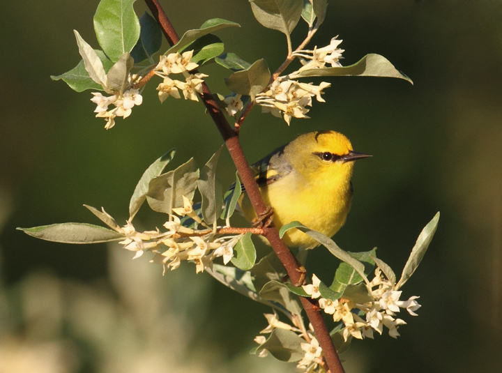 A "Brewster's"-type Golden-winged x Blue-winged Warbler hybrid in Washington Co., Maryland (5/5/2010). Although not exactly a "Brewster's" per se, note the bold yellow wingbars on this individual, making its Golden-winged Warbler genes quite evident. Photo by Bill Hubick.