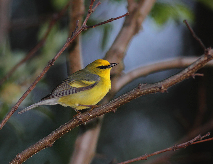 A "Brewster's"-type Golden-winged x Blue-winged Warbler hybrid in Washington Co., Maryland (5/5/2010). Although not exactly a "Brewster's" per se, note the bold yellow wingbars on this individual, making its Golden-winged Warbler genes quite evident. Photo by Bill Hubick.