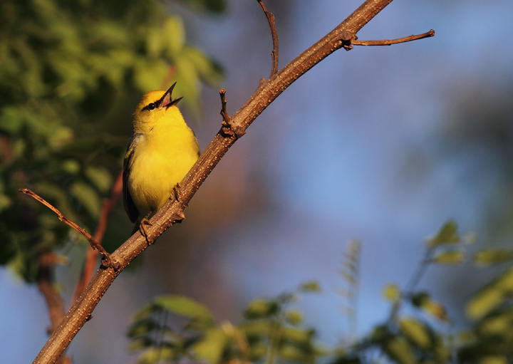 A "Brewster's"-type Golden-winged x Blue-winged Warbler hybrid in Washington Co., Maryland (5/5/2010). Although not exactly a "Brewster's" per se, note the bold yellow wingbars on this individual, making its Golden-winged Warbler genes quite evident. Photo by Bill Hubick.