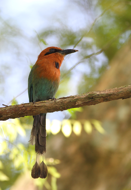 A Broad-billed Motmot waits for the perfect flyby insect. The dirt on its bill might be from excavating a nest cavity, as this species nests in burrows in the sides of forested hills (Panama, July 2010). Photo by Bill Hubick.