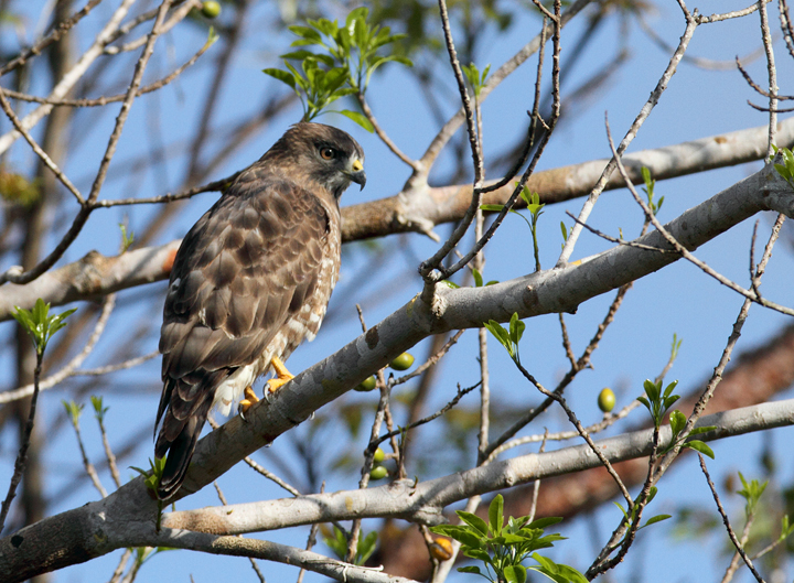 A Broad-winged Hawk in the Everglades (2/26/2010). Photo by Bill Hubick.