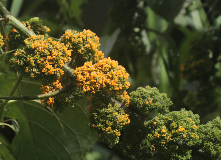 An interesting flowering plant in the hills outside of El Valle, Panama (7/13/2010). I dubbed it broccoli tree. Photo by Bill Hubick.