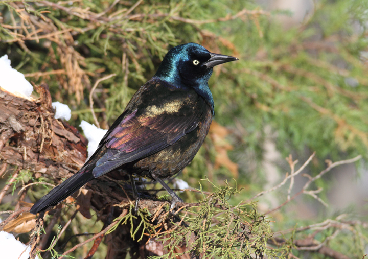 Bronzed Grackle. The following images illustrate the striking plumage differences in ideal light. Note the distinctive blue iridescence on the head and the strong bronze coloration on the back and underparts. These bronzy areas are consistently bronze-colored and do not generally appear rainbow-colored as in Purple Grackle. 