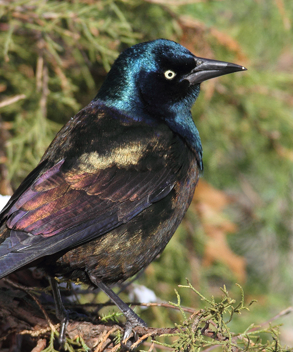 Bronzed Grackle. The following images illustrate the striking plumage differences in ideal light. Note the distinctive blue iridescence on the head and the strong bronze coloration on the back and underparts. These bronzy areas are consistently bronze-colored and do not generally appear rainbow-colored as in Purple Grackle. 