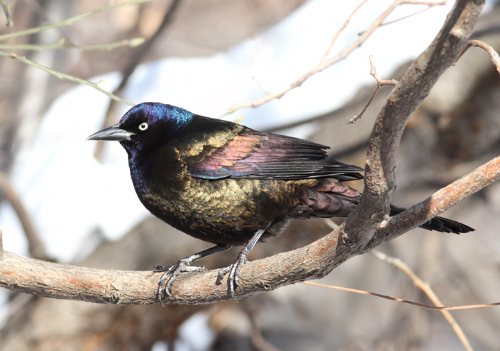 Bronzed Grackle. The following images illustrate the striking plumage differences in ideal light. Note the distinctive blue iridescence on the head and the strong bronze coloration on the back and underparts. These bronzy areas are consistently bronze-colored and do not generally appear rainbow-colored as in Purple Grackle. 