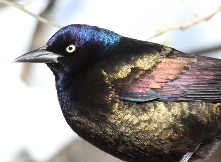 Bronzed Grackle. The following images illustrate the striking plumage differences in ideal light. Note the distinctive blue iridescence on the head and the strong bronze coloration on the back and underparts. These bronzy areas are consistently bronze-colored and do not generally appear rainbow-colored as in Purple Grackle. 