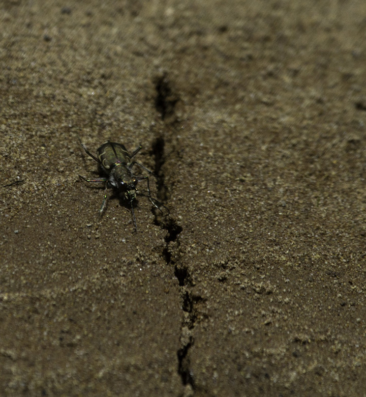 A Bronzed Tiger Beetle (<em>Cicindela repanda</em>) in Allegany Co., Maryland (6/4/2011). It was quite intent on capturing prey from within the crack in the sand. Photo by Bill Hubick.