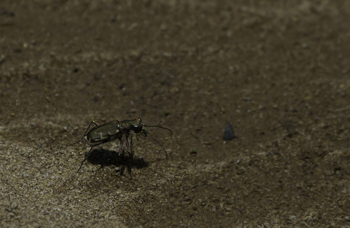 A Bronzed Tiger Beetle (<em>Cicindela repanda</em>) in Allegany Co., Maryland (6/4/2011). It was quite intent on capturing prey from within the crack in the sand. Photo by Bill Hubick.