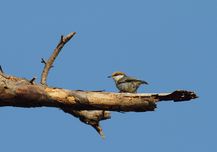 A Brown-headed Nuthatch at Eastern Neck NWR, Kent Co., Maryland (11/8/2009).