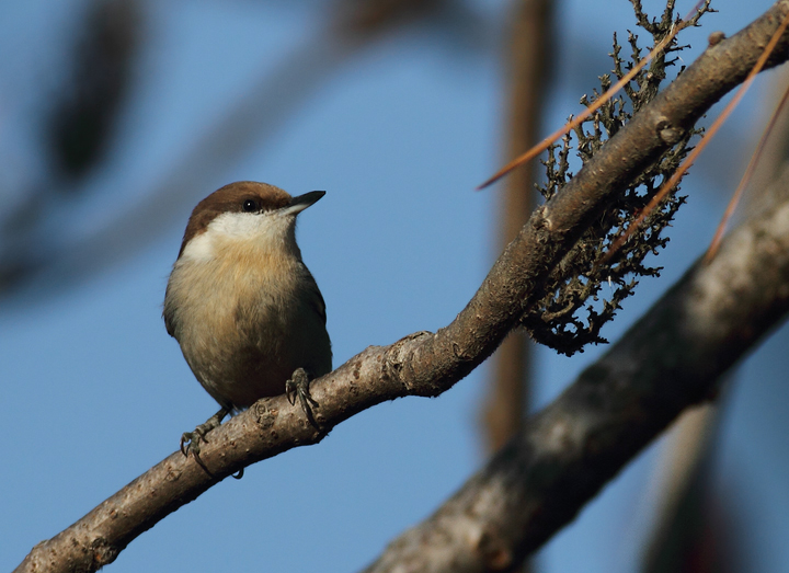 A Brown-headed Nuthatch at Eastern Neck NWR, Kent Co., Maryland (11/22/2009).<br />