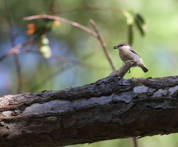 A Brown-headed Nuthatch foraging at Point Lookout SP, Maryland (10/2/2010). Photo by Bill Hubick.