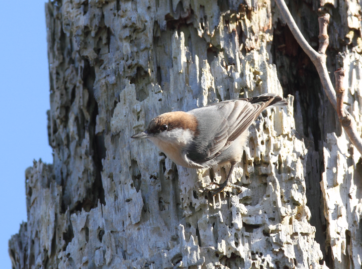 A Brown-headed Nuthatch at Fairmount WMA, Maryland (12/29/2009).