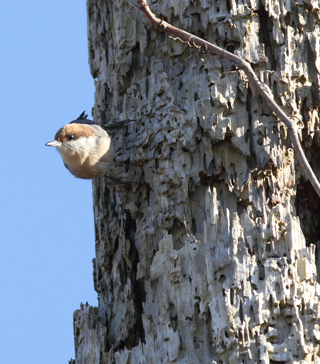 A Brown-headed Nuthatch at Fairmount WMA, Maryland (12/29/2009).