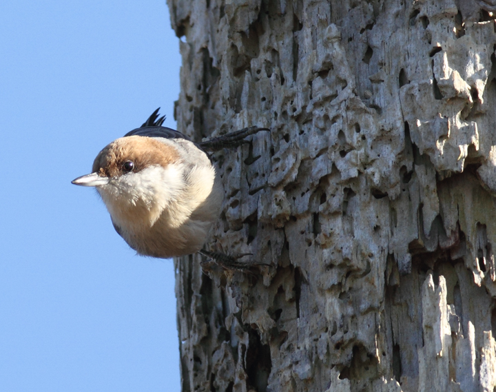 A Brown-headed Nuthatch at Fairmount WMA, Maryland (12/29/2009).