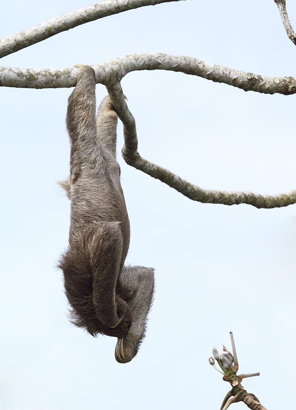 A Brown-throated Three-toed Sloth lounging around at Canopy Tower, Panama (July 2010). Photo by Bill Hubick.