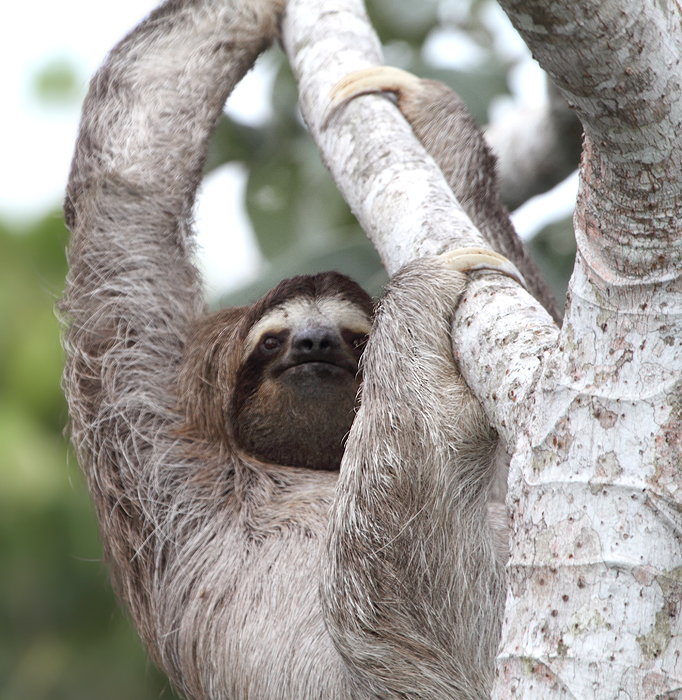 A Brown-throated Three-toed Sloth lounging around at Canopy Tower, Panama (July 2010). Photo by Bill Hubick.