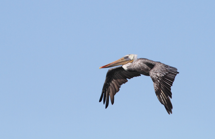 A California Brown Pelican in flight near Alcatraz (9/24/2010). Photo by Bill Hubick.