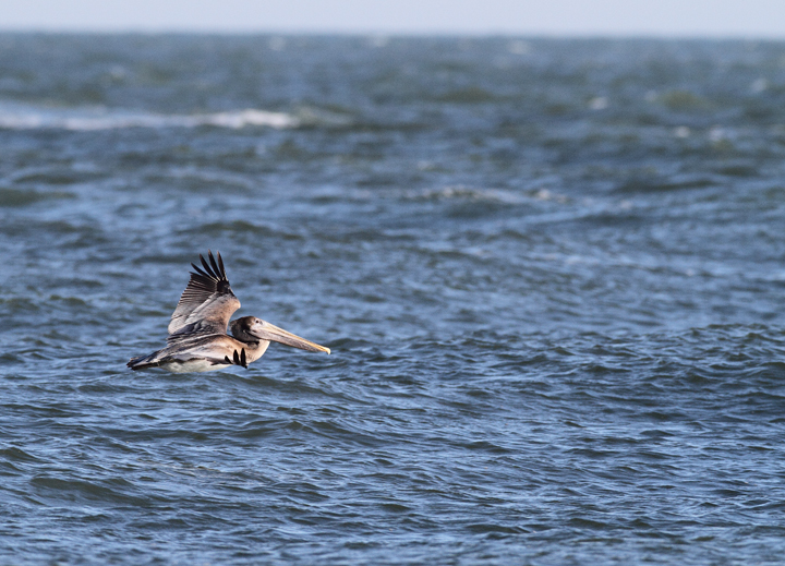 A Brown Pelican at the Ocean City Inlet, Maryland (11/29/2009).