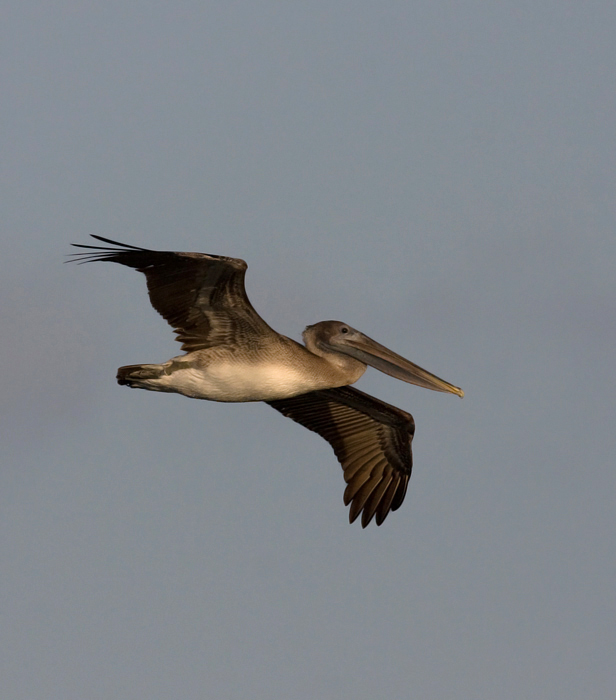 Brown Pelicans commuting past Bayside Assateague, Maryland (9/26/2009).