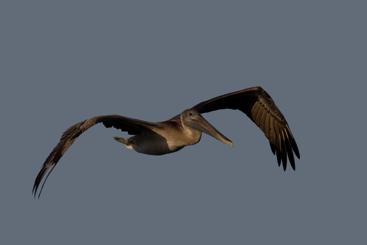 Brown Pelicans commuting past Bayside Assateague, Maryland (9/26/2009).