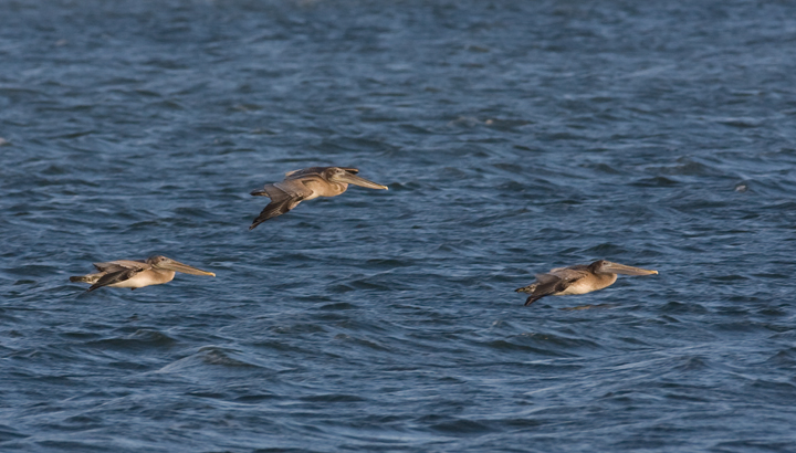 Brown Pelicans commuting past Bayside Assateague, Maryland (9/26/2009).