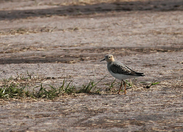 Buff-breasted Sandpipers in Worcester Co., Maryland (9/11/2010). Photo by Bill Hubick.